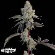 Grounded Genetics Chrome Sherb