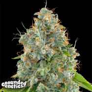 Grounded Genetics Lime OG