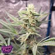 GrowersChoice Brain Damage