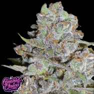 GrowersChoice Bubblegum x Fat HOG