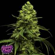 GrowersChoice Monsterbud Auto