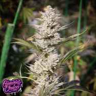 GrowersChoice Original Oreoz