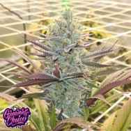 GrowersChoice Platinum Mimosa Cookies AUTO