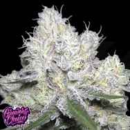 GrowersChoice Wedding Cake x Frosty Gelato Double XL Auto