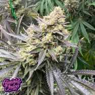 GrowersChoice White Truffle Limited Edition