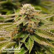 Humboldt Seed Organization Gorilla Breath