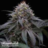 Humboldt Seed Organization Sugar Breath