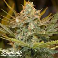 Humboldt Seed Organization Three Blue Kings