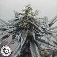 Happy Dreams Genetics Ajo Blanco