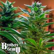 Brothers Grimm Seeds Headband x C99