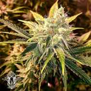 Holy Smoke Seeds Strawberry Wedding Cake