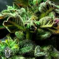 Holy Smoke Seeds Strawberry Cane