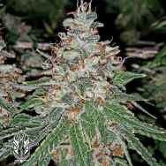 Holy Smoke Seeds Strawberry Stardawg