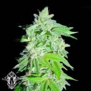 Holy Smoke Seeds Banana Oreoz