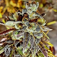 Holy Smoke Seeds Black Cherry Cake