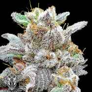 Holy Smoke Seeds Pink Pineapple Kush