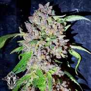Holy Smoke Seeds Red Hot Junky