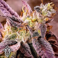 Holy Smoke Seeds Strawberry Oreoz