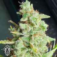 Holy Smoke Seeds Yoda Junky