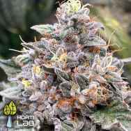 Hortilab Seeds Power Frost