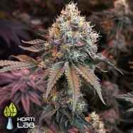 Hortilab Seeds Prisma