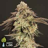 Hortilab Seeds Super Power