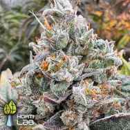 Hortilab Seeds Zing Ting