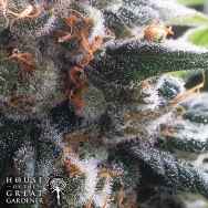 House of the Great Gardener Seeds Auto Barb Autoflower