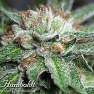 Humboldt Seed Organization Bubba Kush REGULAR