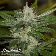 Humboldt Seed Organization Chemdawg REGULAR