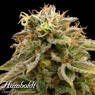 Humboldt Seed Organization Lemon Thai Kush REGULAR