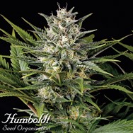 Humboldt Seed Organization Pineapple Skunk REGULAR