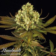 Humboldt Seed Organization Sour Blueberry REGULAR