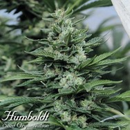 Humboldt Seed Organization Sour Diesel #2 REGULAR