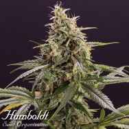 Humboldt Seed Organization AUTOMATIC Chem-Bomb