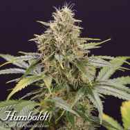 Humboldt Seed Organization AUTOMATIC Chocolate Mint OG