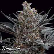 Humboldt Seed Organization Forbidden Dream