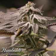 Humboldt Seed Organization Passion Fruit Punch