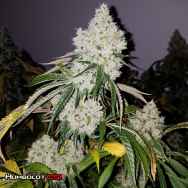 Humboldt CSI Seeds Big Bad Wolf