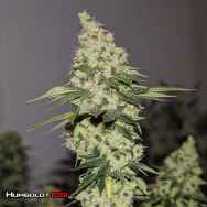 Humboldt CSI Seeds Big Bad Wolf 2.0