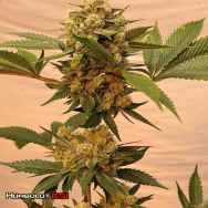 Humboldt CSI Seeds ChemDog D S1