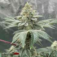 Humboldt CSI Seeds Lemon Party S1