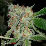 Humboldt CSI Seeds Loompa's Headband S1