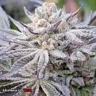 Humboldt CSI Seeds Humboldt Uppercut