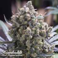 Humboldt Seed Organization FAST FLOWERING Green Crack