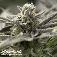 Humboldt Seed Organization FAST FLOWERING OGKZ