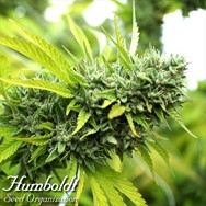 Humboldt Seed Organization AUTOMATIC Mango OG