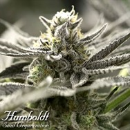 Humboldt Seed Organization AUTOMATIC OGKZ