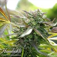 Humboldt Seed Organization AUTOMATIC Pineapple Chem