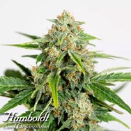 Humboldt Seed Organization Amnesia CBD Pure Auto